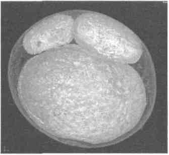 Иллюстрация к книге — Парнокопытные киты, четырехкрылые динозавры, бегающие черви... Новая палеонтология. Реальность, которая удивительнее фантазий [i_007.jpg]