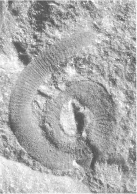 Иллюстрация к книге — Парнокопытные киты, четырехкрылые динозавры, бегающие черви... Новая палеонтология. Реальность, которая удивительнее фантазий [i_009.jpg]