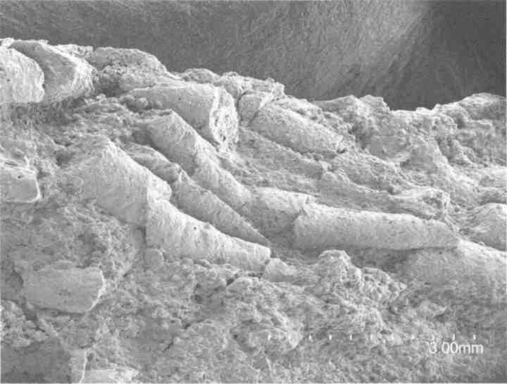 Иллюстрация к книге — Парнокопытные киты, четырехкрылые динозавры, бегающие черви... Новая палеонтология. Реальность, которая удивительнее фантазий [i_015.jpg]