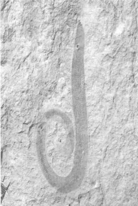 Иллюстрация к книге — Парнокопытные киты, четырехкрылые динозавры, бегающие черви... Новая палеонтология. Реальность, которая удивительнее фантазий [i_017.jpg]