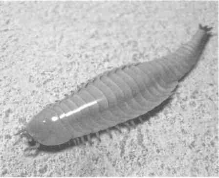 Иллюстрация к книге — Парнокопытные киты, четырехкрылые динозавры, бегающие черви... Новая палеонтология. Реальность, которая удивительнее фантазий [i_019.jpg]