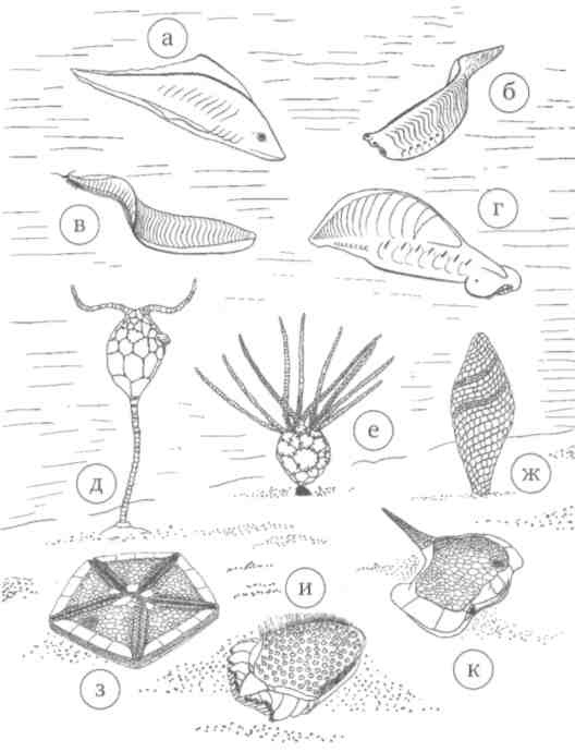 Иллюстрация к книге — Парнокопытные киты, четырехкрылые динозавры, бегающие черви... Новая палеонтология. Реальность, которая удивительнее фантазий [i_021.jpg]