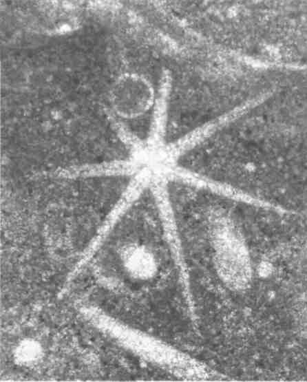 Иллюстрация к книге — Парнокопытные киты, четырехкрылые динозавры, бегающие черви... Новая палеонтология. Реальность, которая удивительнее фантазий [i_023.jpg]