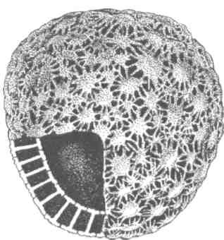 Иллюстрация к книге — Парнокопытные киты, четырехкрылые динозавры, бегающие черви... Новая палеонтология. Реальность, которая удивительнее фантазий [i_024.jpg]