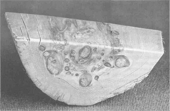 Иллюстрация к книге — Парнокопытные киты, четырехкрылые динозавры, бегающие черви... Новая палеонтология. Реальность, которая удивительнее фантазий [i_025.jpg]