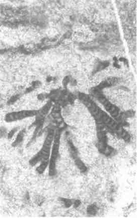 Иллюстрация к книге — Парнокопытные киты, четырехкрылые динозавры, бегающие черви... Новая палеонтология. Реальность, которая удивительнее фантазий [i_026.jpg]