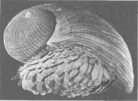 Иллюстрация к книге — Парнокопытные киты, четырехкрылые динозавры, бегающие черви... Новая палеонтология. Реальность, которая удивительнее фантазий [i_027.jpg]