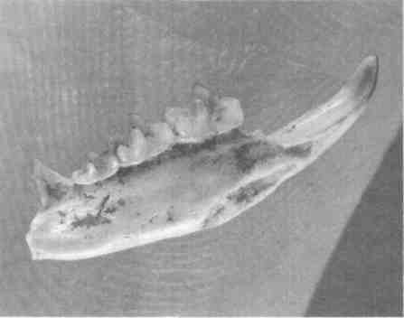 Иллюстрация к книге — Парнокопытные киты, четырехкрылые динозавры, бегающие черви... Новая палеонтология. Реальность, которая удивительнее фантазий [i_032.jpg]