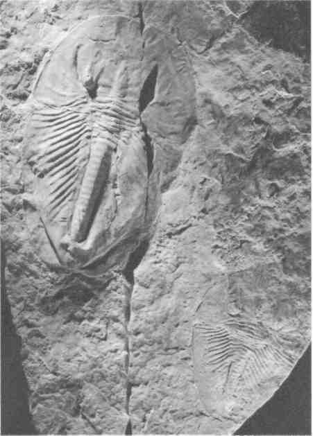 Иллюстрация к книге — Парнокопытные киты, четырехкрылые динозавры, бегающие черви... Новая палеонтология. Реальность, которая удивительнее фантазий [i_033.jpg]