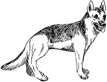 Иллюстрация к книге — Полная энциклопедия домашнего хозяйства [i_132.jpg]