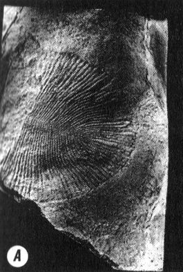 Иллюстрация к книге — Отпечатки жизни. 25 шагов эволюции и вся история планеты [img_10.jpg]