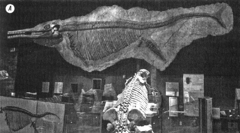 Иллюстрация к книге — Отпечатки жизни. 25 шагов эволюции и вся история планеты [img_103.jpg]