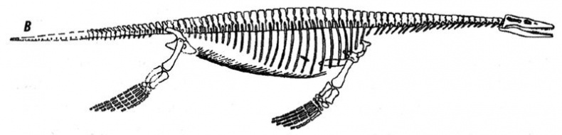 Иллюстрация к книге — Отпечатки жизни. 25 шагов эволюции и вся история планеты [img_114.jpg]