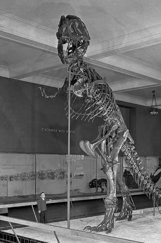 Иллюстрация к книге — Отпечатки жизни. 25 шагов эволюции и вся история планеты [img_116.jpg]