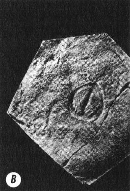 Иллюстрация к книге — Отпечатки жизни. 25 шагов эволюции и вся история планеты [img_12.jpg]