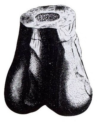 Иллюстрация к книге — Отпечатки жизни. 25 шагов эволюции и вся история планеты [img_123.jpg]