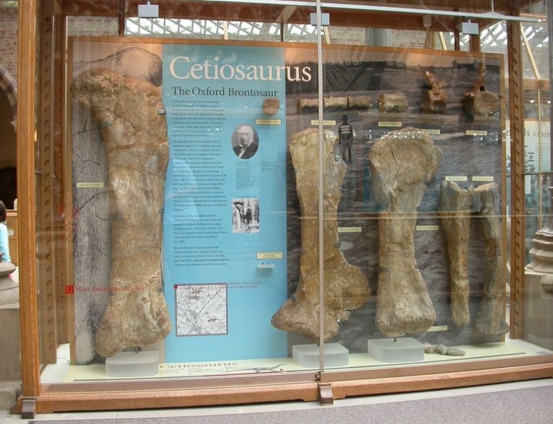 Иллюстрация к книге — Отпечатки жизни. 25 шагов эволюции и вся история планеты [img_124.jpg]