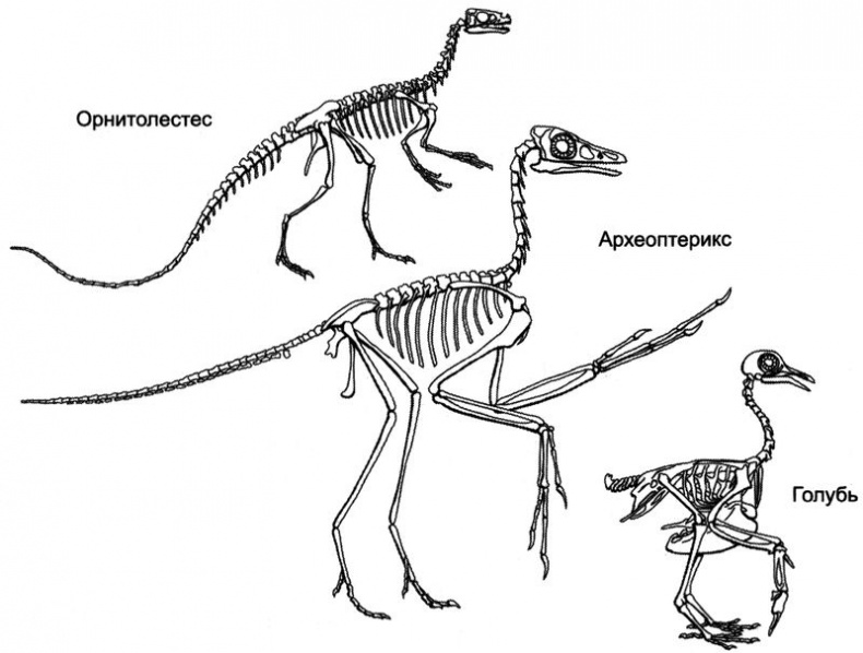 Иллюстрация к книге — Отпечатки жизни. 25 шагов эволюции и вся история планеты [img_135.jpg]
