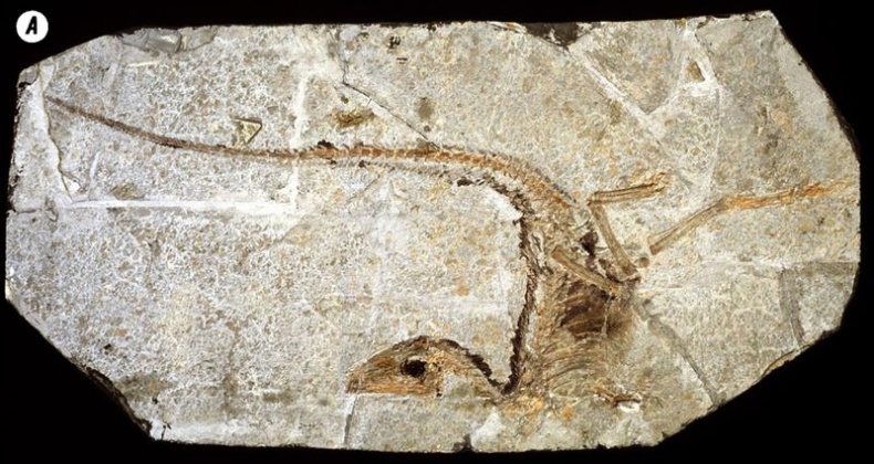 Иллюстрация к книге — Отпечатки жизни. 25 шагов эволюции и вся история планеты [img_136.jpg]