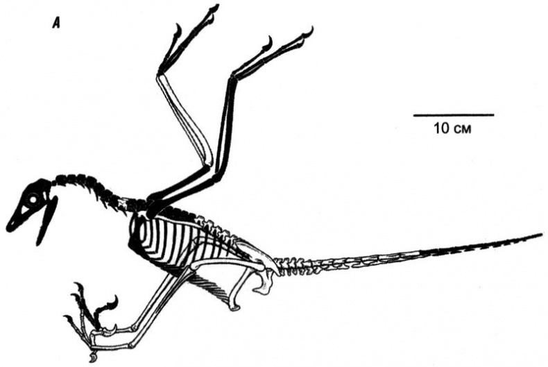 Иллюстрация к книге — Отпечатки жизни. 25 шагов эволюции и вся история планеты [img_140.jpg]