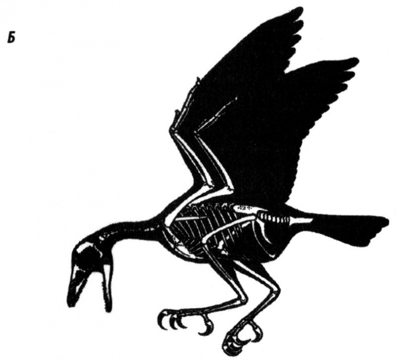 Иллюстрация к книге — Отпечатки жизни. 25 шагов эволюции и вся история планеты [img_141.jpg]