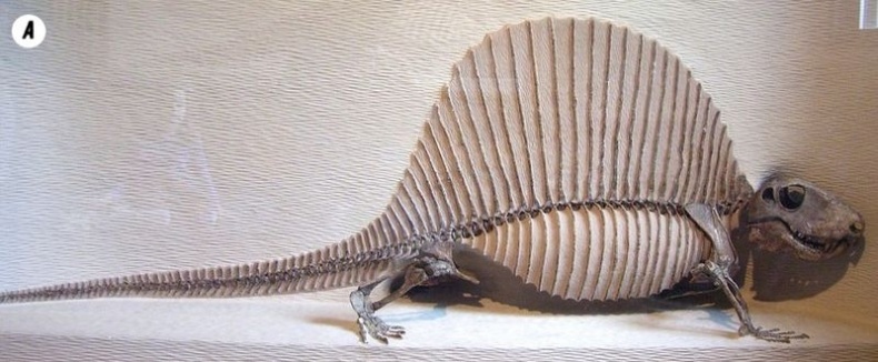 Иллюстрация к книге — Отпечатки жизни. 25 шагов эволюции и вся история планеты [img_146.jpg]