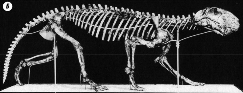 Иллюстрация к книге — Отпечатки жизни. 25 шагов эволюции и вся история планеты [img_147.jpg]