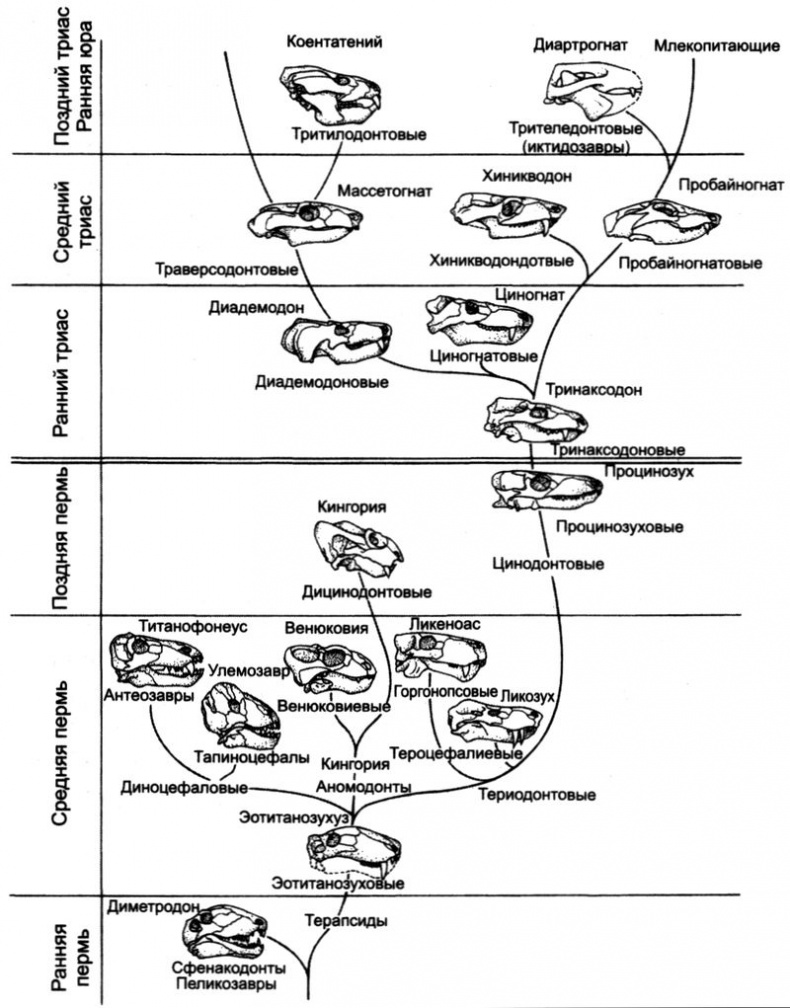 Иллюстрация к книге — Отпечатки жизни. 25 шагов эволюции и вся история планеты [img_148.jpg]