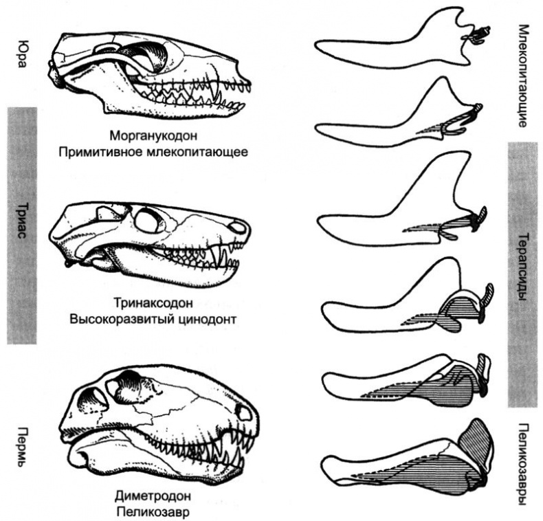 Иллюстрация к книге — Отпечатки жизни. 25 шагов эволюции и вся история планеты [img_149.jpg]