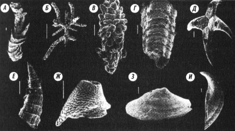 Иллюстрация к книге — Отпечатки жизни. 25 шагов эволюции и вся история планеты [img_15.jpg]