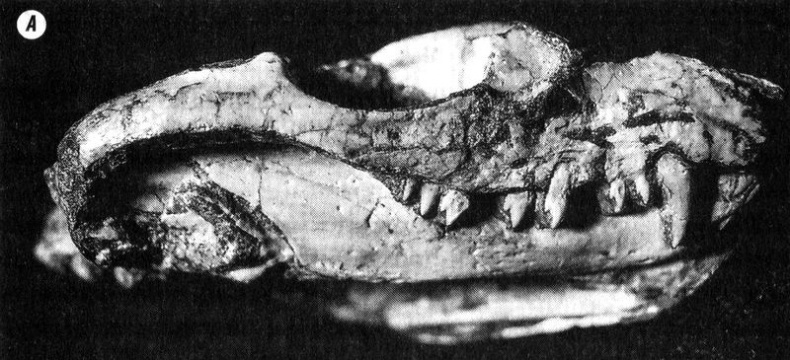 Иллюстрация к книге — Отпечатки жизни. 25 шагов эволюции и вся история планеты [img_150.jpg]