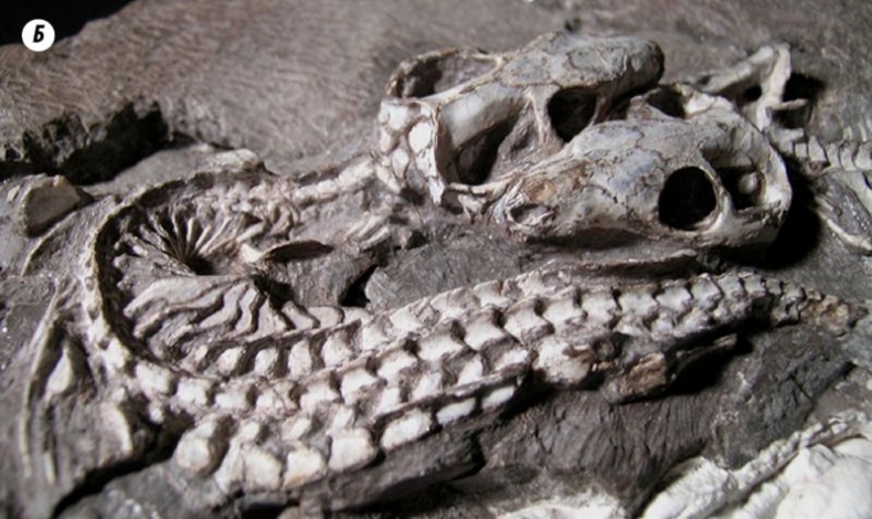 Иллюстрация к книге — Отпечатки жизни. 25 шагов эволюции и вся история планеты [img_151.jpg]