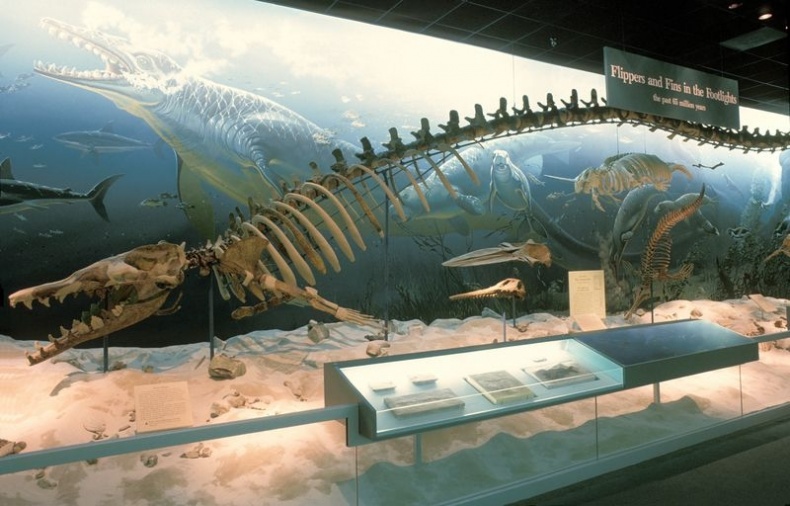 Иллюстрация к книге — Отпечатки жизни. 25 шагов эволюции и вся история планеты [img_154.jpg]