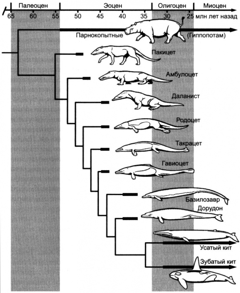 Иллюстрация к книге — Отпечатки жизни. 25 шагов эволюции и вся история планеты [img_155.jpg]
