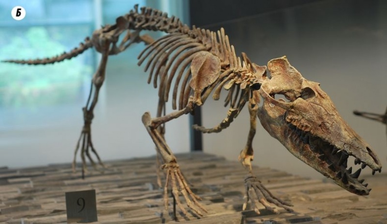 Иллюстрация к книге — Отпечатки жизни. 25 шагов эволюции и вся история планеты [img_157.jpg]