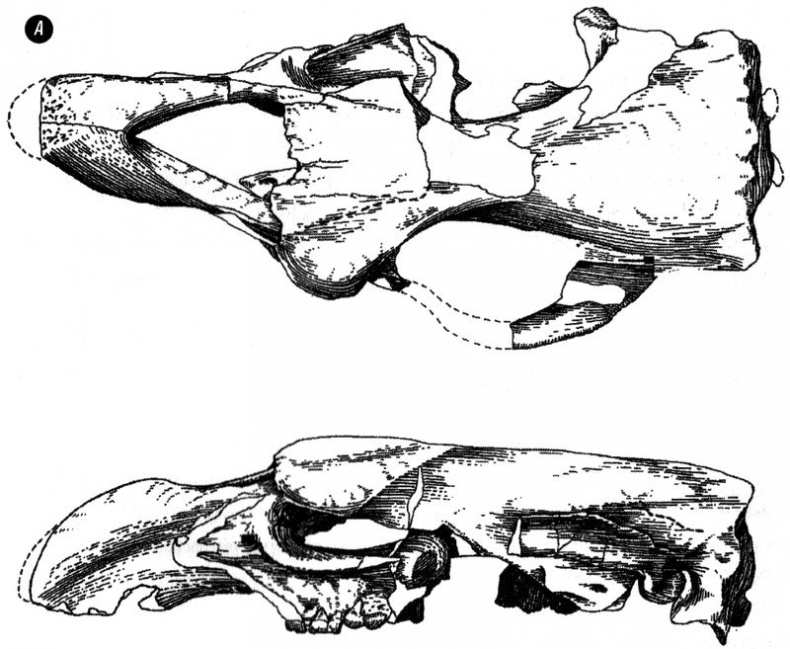 Иллюстрация к книге — Отпечатки жизни. 25 шагов эволюции и вся история планеты [img_162.jpg]