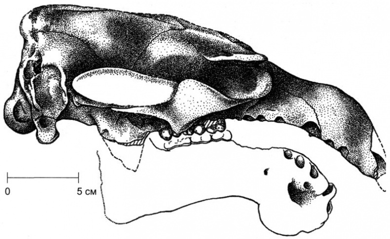 Иллюстрация к книге — Отпечатки жизни. 25 шагов эволюции и вся история планеты [img_164.jpg]