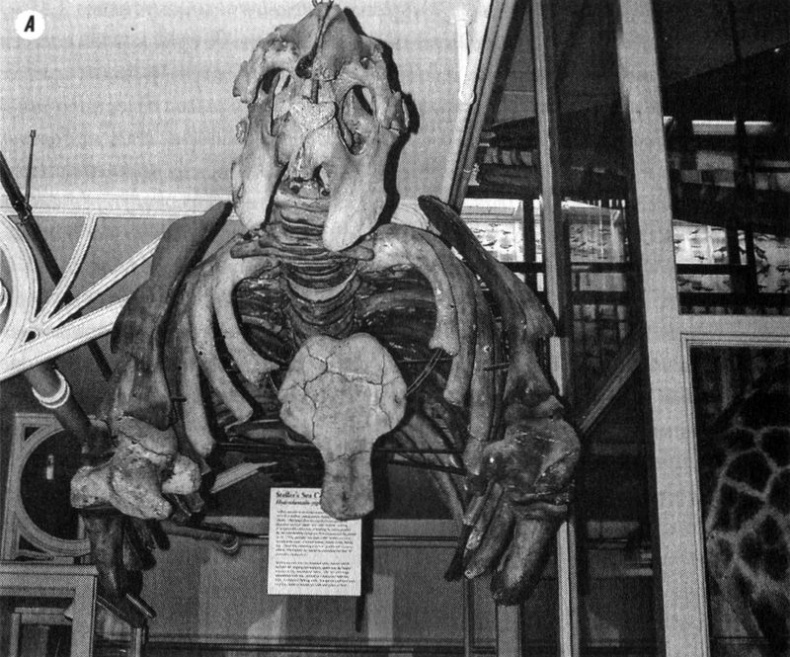 Иллюстрация к книге — Отпечатки жизни. 25 шагов эволюции и вся история планеты [img_168.jpg]