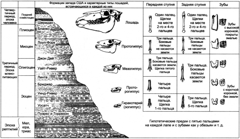 Иллюстрация к книге — Отпечатки жизни. 25 шагов эволюции и вся история планеты [img_171.jpg]