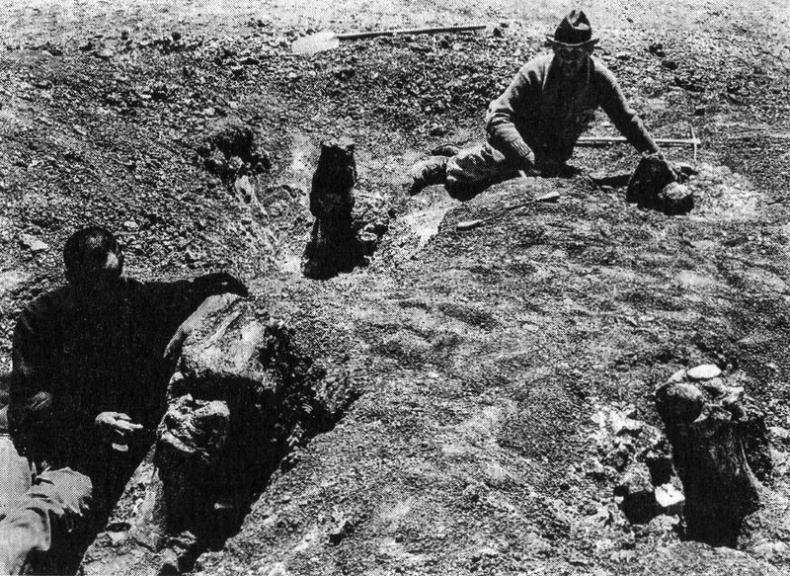 Иллюстрация к книге — Отпечатки жизни. 25 шагов эволюции и вся история планеты [img_176.jpg]