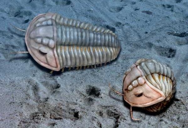 Иллюстрация к книге — Отпечатки жизни. 25 шагов эволюции и вся история планеты [img_18.jpg]