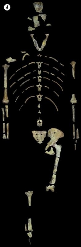 Иллюстрация к книге — Отпечатки жизни. 25 шагов эволюции и вся история планеты [img_192.jpg]