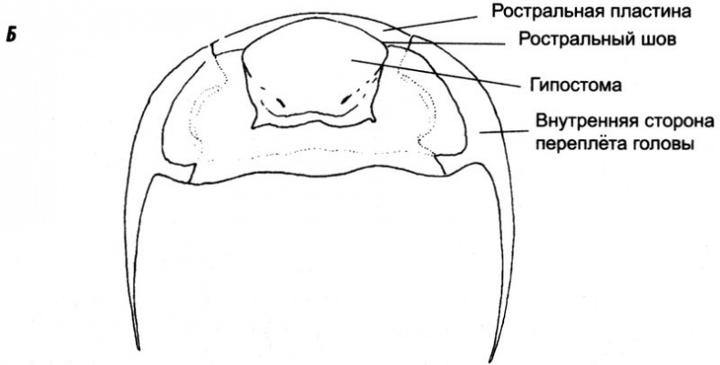 Иллюстрация к книге — Отпечатки жизни. 25 шагов эволюции и вся история планеты [img_20.jpg]