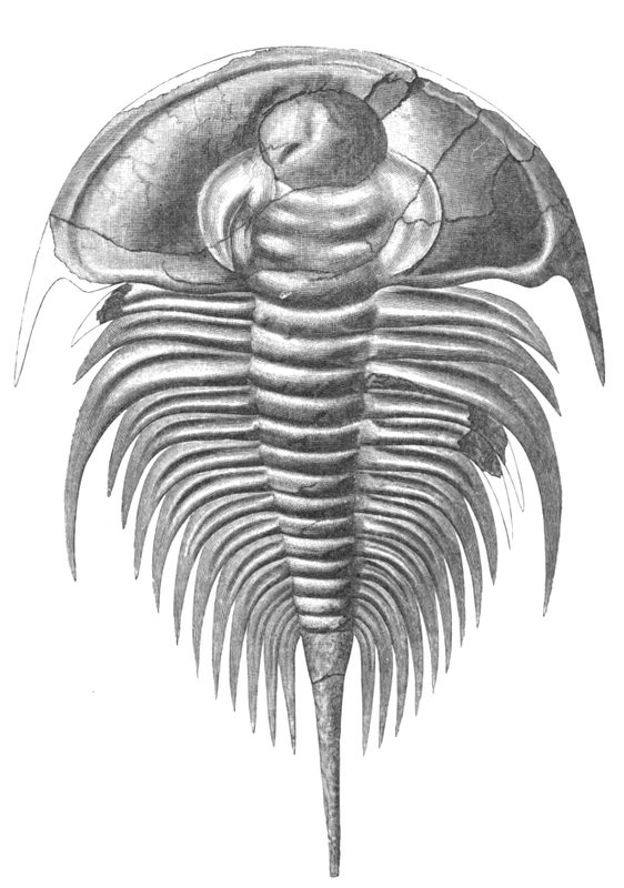 Иллюстрация к книге — Отпечатки жизни. 25 шагов эволюции и вся история планеты [img_22.jpg]