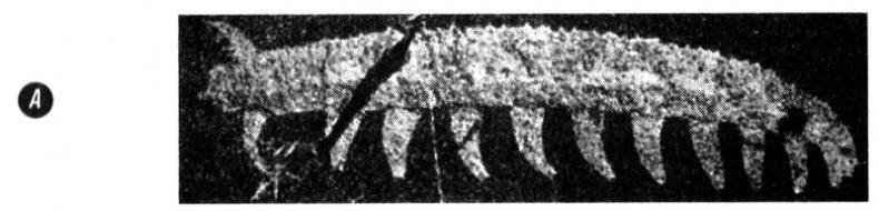 Иллюстрация к книге — Отпечатки жизни. 25 шагов эволюции и вся история планеты [img_28.jpg]