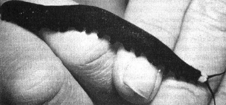 Иллюстрация к книге — Отпечатки жизни. 25 шагов эволюции и вся история планеты [img_31.jpg]