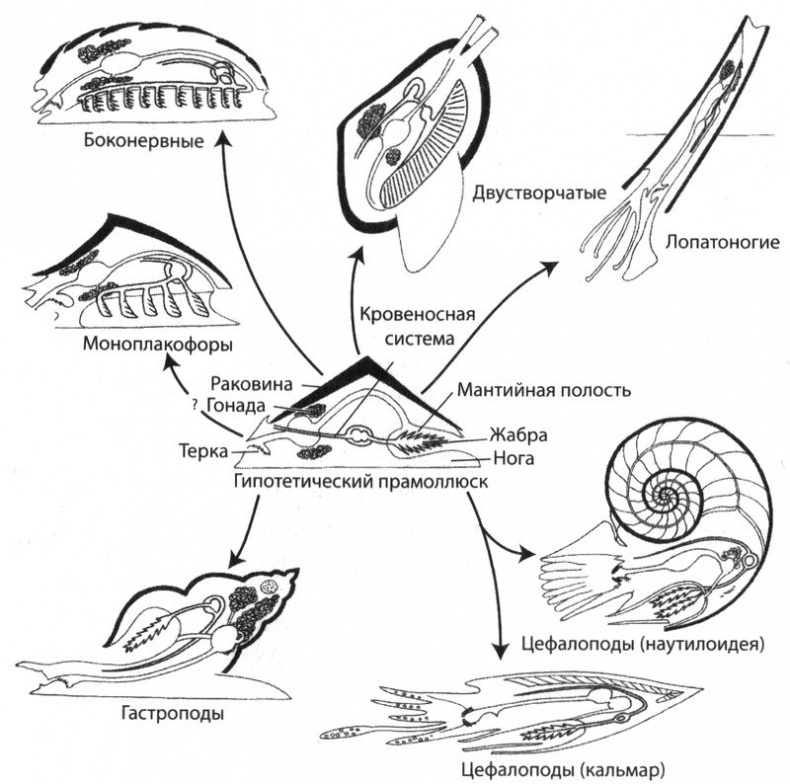 Иллюстрация к книге — Отпечатки жизни. 25 шагов эволюции и вся история планеты [img_32.jpg]