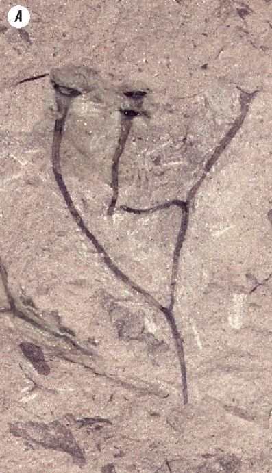 Иллюстрация к книге — Отпечатки жизни. 25 шагов эволюции и вся история планеты [img_39.jpg]