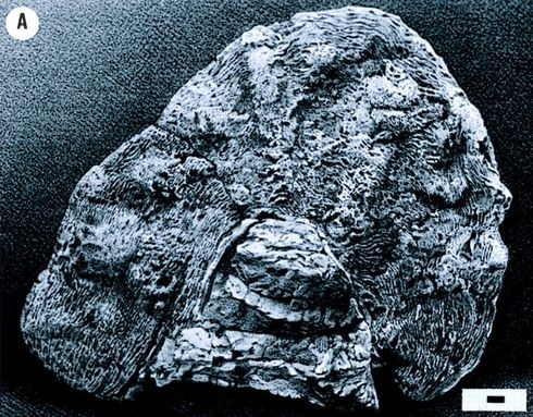 Иллюстрация к книге — Отпечатки жизни. 25 шагов эволюции и вся история планеты [img_4.jpg]