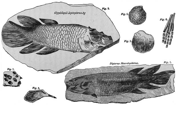 Иллюстрация к книге — Отпечатки жизни. 25 шагов эволюции и вся история планеты [img_47.jpg]